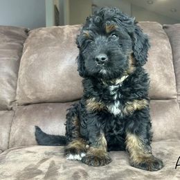 Bernedoodle, Cockapoo, and German Shorthaired Pointer Puppies from Filipiak Breeders