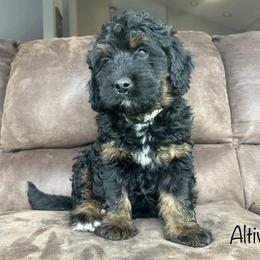 Bernedoodle, Cockapoo, and German Shorthaired Pointer Puppies from Filipiak Breeders