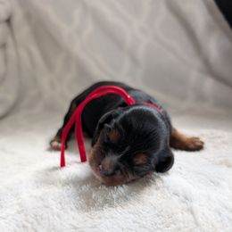 Chief - Black and tan male Cavalier King Charles Spaniel puppy in New Holland, Pennsylvania from Mountain Breeze Puppies
