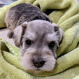 Lucas - Liver male Miniature Schnauzer puppy in Ferndale, Washington from Blackhorse Schnauzers Washington state