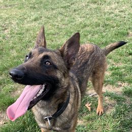 Belgian Malinois, German Shepherd, and Labrador Retriever All Grown Up from Barbihaus Kennels