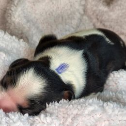 Cavalier King Charles Spaniel Puppies from The Country Beehouse
