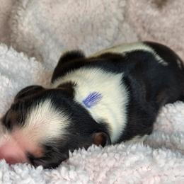 Cavalier King Charles Spaniel Puppies from The Country Beehouse