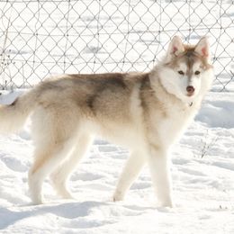 Siberian Husky All Grown Up from Keahi Siberian Huskies