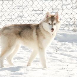 Siberian Husky All Grown Up from Keahi Siberian Huskies
