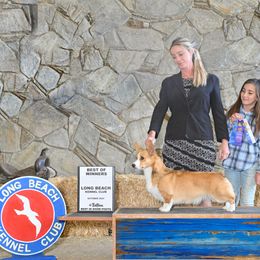 Fancy - Pembroke Welsh Corgi