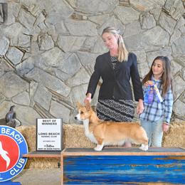 Fancy - Pembroke Welsh Corgi