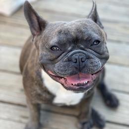 French Bulldogs from Frenchies with Standards