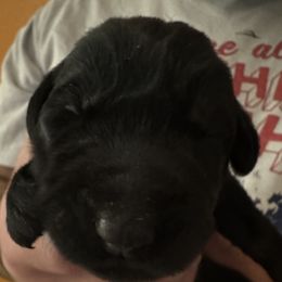 No name yet - Black female Giant Schnauzer puppy in North Royalton, Ohio from Mandy’s Giant Schnauzers