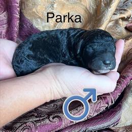 Parka - Silver - Silver male Poodle puppy in Greenville, North Carolina from Grace Poodles