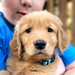 Luke - Dark golden Golden Retriever puppy in Lebanon, Oregon from Soda Springs Kennel