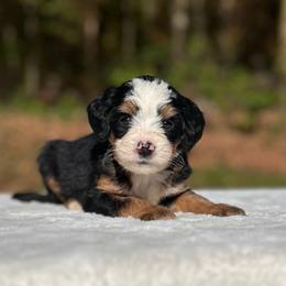 Flynn - Tri-color male Bernedoodle puppy in Sugarcreek, Ohio from Cuddly Companion Doodles