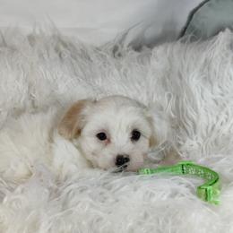 Beau - White male Coton de Tulear puppy in Westfield, North Carolina from Legacy Pets