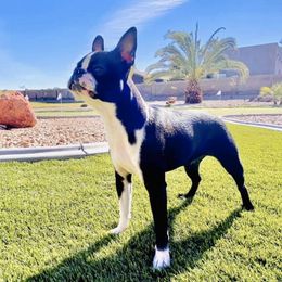 Boston Terriers from Beaux Bostons