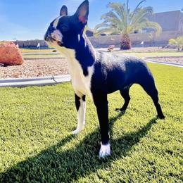 Boston Terriers from Beaux Bostons