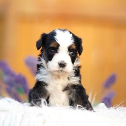 Pistachio - Tri-color male Bernedoodle puppy in Spokane, Washington from Lilac City Doodles