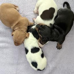 Red male large white chest - Red male Dachshund puppy in Madison, Wisconsin from SK Miniature   Dachshunds