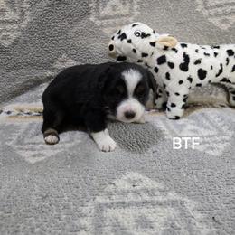Girl 2 - Black tri female Miniature Australian Shepherd puppy in Bend, Oregon from Badlands Toy and Mini Aussies