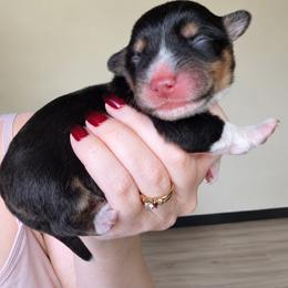 June - Black and tan female Pembroke Welsh Corgi puppy in Oak Harbor, Washington from Blackberry Hill Corgis