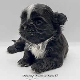 Black with White Female - Black and white female Shih Tzu puppy in Crawfordsville, Indiana from Swaying Sycamore Farm