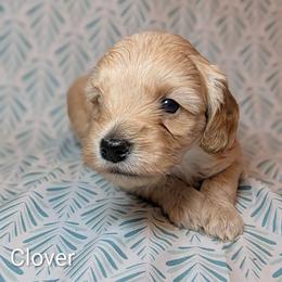 Clover - Cream male Cockapoo puppy in Sunset, Louisiana from Cano Cockapoos