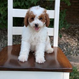 Earth - Blenheim male Cavapoo puppy in Amboy, Indiana from Wag'in Tails