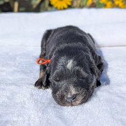 Orange collar - Black tri-color male Australian Shepherd puppy in Coulee City, Washington from Mr and Mrs Doodle Farm
