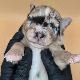 Remi4Girl1- BMF, LONG tail, blue eyes likely, CHIC-OFA-DNA-AKC Titled Parents - Blue merle female Australian Shepherd puppy in South Hill, Virginia from Silverside Aussies LLC