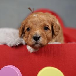 Yoga - Red male Cavapoo puppy in Murray, Utah from Good Looking Dogs
