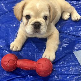 King - Cream male French Bulldog puppy in Allen, Texas from Chanel & Co Frenchies