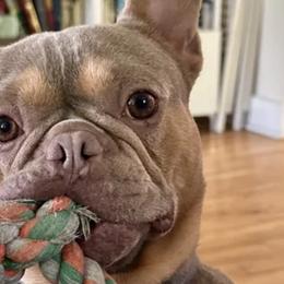 French Bulldogs from Isabel's Family Farm LLC