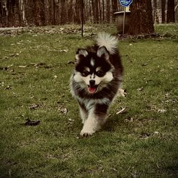 Pomsky Puppies from Royal Palm Pomskies