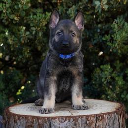 Levi - Sable male German Shepherd puppy in Coarsegold, California from Yosemite Shepherds