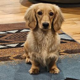 Suni - Dachshund
