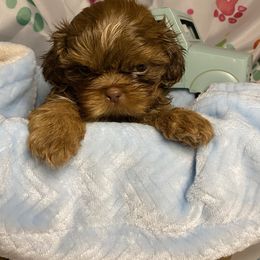 Boy 2 - Red and tan male Shih Tzu puppy in Zeigler, Illinois from Dandy Little  Shih Tzu, Shih Poo's and Toy Poodles