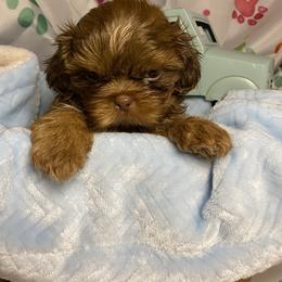 Boy 2 - Red and tan male Shih Tzu puppy in Zeigler, Illinois from Dandy Little  Shih Tzu, Shih Poo's and Toy Poodles