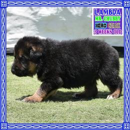 LAMBDA - Black and red male German Shepherd puppy in Murrieta, California from Diamond Oaks German Shepherds