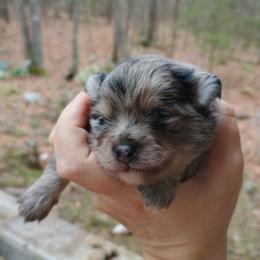 Blue boy - Blue merle male Pomeranian puppy in Parthenon, Arkansas from Michelle's Poms