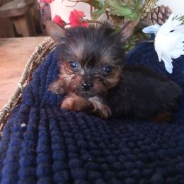 Shih Tzu and Yorkshire Terrier Puppies from Silver Bells Paw Prints