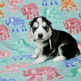 Halo - Black and white female Siberian Husky puppy in Lunenburg, Vermont from SNOW WOOLY HUSKY