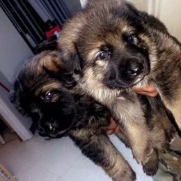 German Shepherd Puppies from Guamany K9 Vomhaus