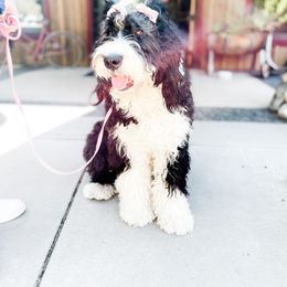 Jade - Bernedoodle