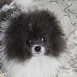 MLP Sparkling Rose - Chocolate parti female Pomeranian puppy in Dillon, Montana from Medicine Lodge Poms LLC