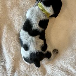 German Shorthaired Pointer and Russell Terrier Puppies from Charnobragan Acres