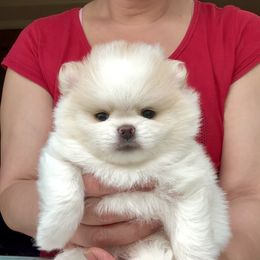 Pomeranian puppies from Bon Bon Poms