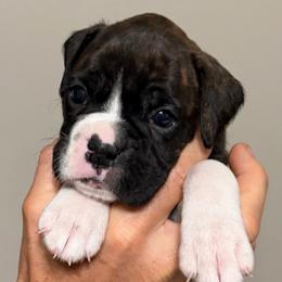 Frankie - Brindle female Boxer puppy in Bonesteel, South Dakota from KP Boxers
