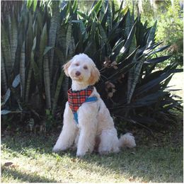 Cooper - Australian Labradoodle