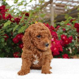 Rowan- AKC Red Mini Poodle in NC - Red  male Poodle puppy in Stokesdale, North Carolina from His and Hers Poodles and Doodles