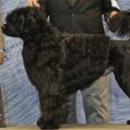 Portuguese Water Dogs from Zohar Portuguese Water Dogs