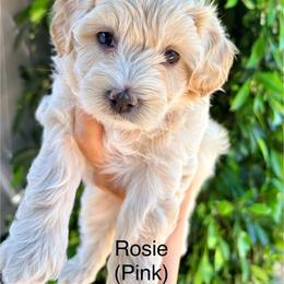 Pink (Rosie) - White female Maltipoo puppy in San Diego, California from Amanda Tsoi - Golden Maltipoo Pups